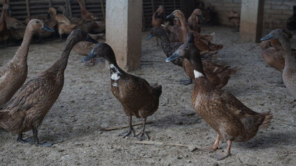 Ducks in a layer duck farm