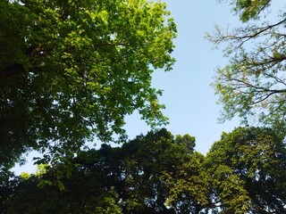 trees in the park