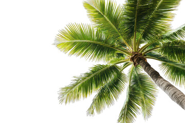 A vibrant palm tree captured from below, showcasing its lush green fronds against a clear background.