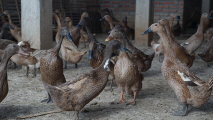 Ducks in a layer duck farm