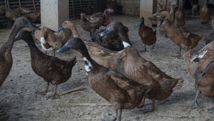 Ducks in a layer duck farm