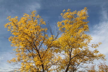tree in autumn