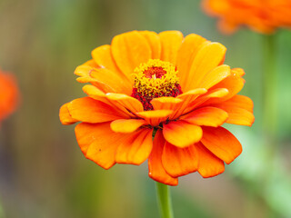Red Zinnia flowers. Flowers zinnia elegans. Color nature background.