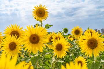 Fototapeta premium sunflower on a field