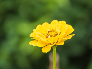 Yellow Zinnia flowers. Flowers zinnia elegans. Color nature background.