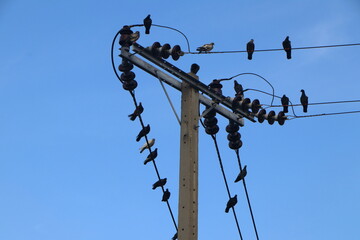 Domestic and typical pigeon standing on the electric wire in the city. Pest on the cable concept.
