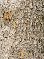 Bark texture and background of a old fir tree trunk. Detailed bark texture. Natural background