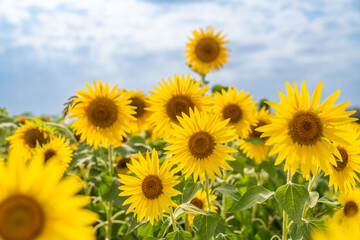 Obraz premium sunflower field