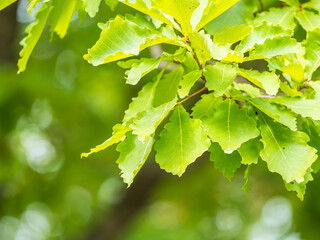 Oak branches with green and yellow leaves in autumn park.