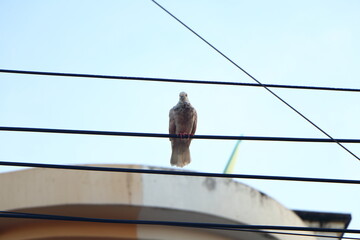 Domestic and typical pigeon standing on the electric wire in the city. Pest on the cable concept.
