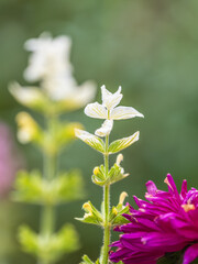 White purple pink flowers salvia shiny colorful in meadow