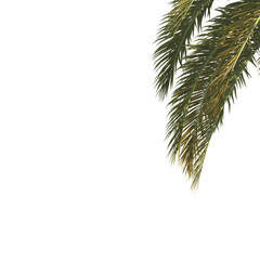 Palm tree branch isolated on transparent background. green leaf Palm tree branch isolated on transparent background. Corner Palm tree isolated on transparent background. Palm leaves for corner.