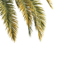 Palm tree branch isolated on transparent background. green leaf Palm tree branch isolated on transparent background. Corner Palm tree isolated on transparent background. Palm leaves for corner.