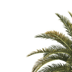 Palm tree branch isolated on transparent background. green leaf Palm tree branch isolated on transparent background. Corner Palm tree isolated on transparent background. Palm leaves for corner.