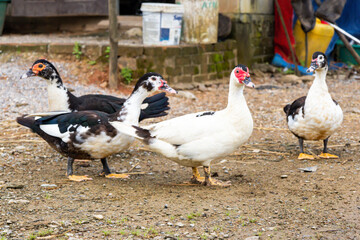 The duck standing on the wet ground on the farm, has a distinctive red head and black and white feathers. Duck group.