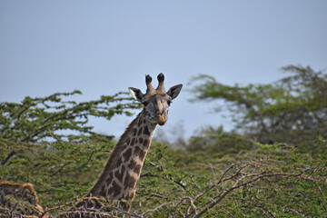 Portrait of giraffe with its head peaking out of the treetops. Maasai Mara, Kenya