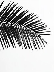 Obraz premium Palm leaf on white