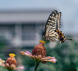 花にとまるアゲハチョウ - 美しい自然の瞬間