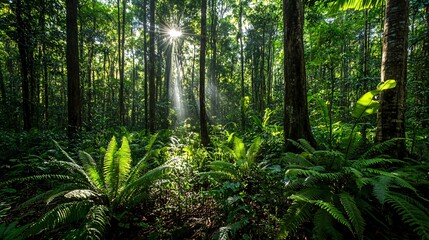 Fototapeta premium Sunbeams illuminate a dense, lush rainforest with tall trees and ferns on the forest floor.