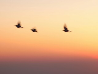 Fototapeta premium Birds fly into sunset
