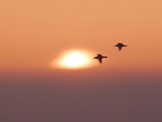 Obraz premium Two birds fly at sunset