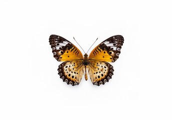 Fototapeta premium An isolated butterfly with orange and black wings on a white background.