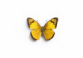 Fototapeta premium A yellow butterfly with black markings, isolated on a white background.