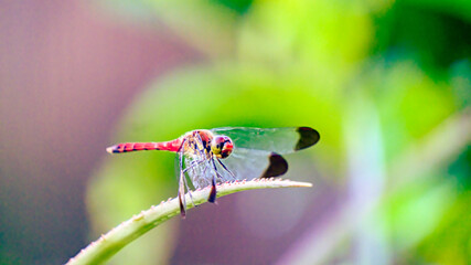 葉の上の赤トンボ © S造園