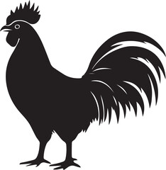 rooster isolated on white