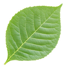 A vibrant green leaf stands out with its fresh hue, elegantly isolated against a clean, white backdrop.