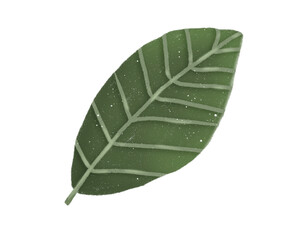 leaves venation pinnate
