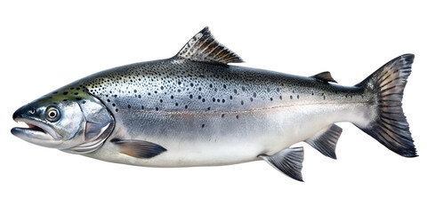 Naklejka premium Whole salmon fish isolated on a transparent background