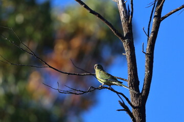 red rumped parrot