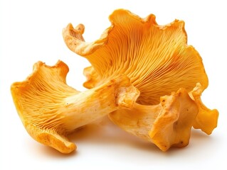 Chanterelle mushroom isolated on white background