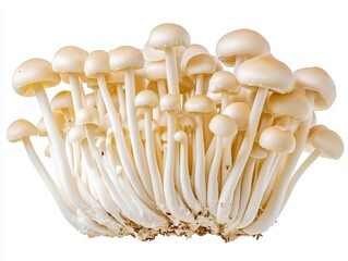Enoki mushroom isolated on white background