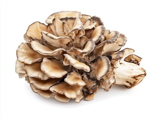 Maitake mushrooms on white background