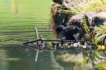 purple swamphen