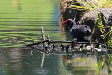 purple swamphen