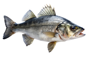 Sea bass fish close-up view isolated on a white background. png image