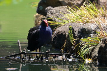 purple swamphen
