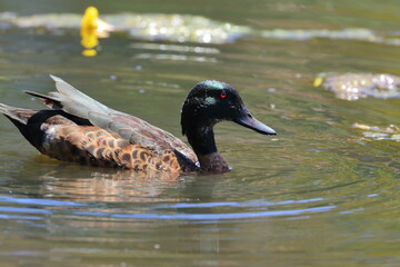 australian duck