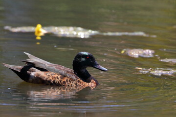 australian duck