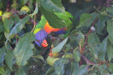 rainbow lorikeet
