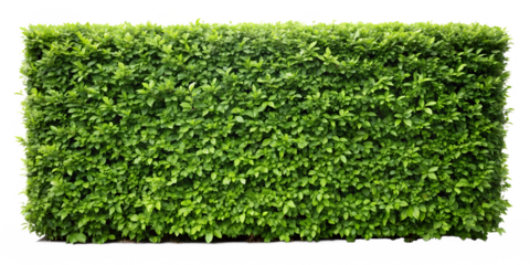 Lush dense green hedge with grass isolated on a transparent background