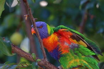 rainbow lorikeet