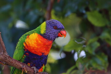 rainbow lorikeet