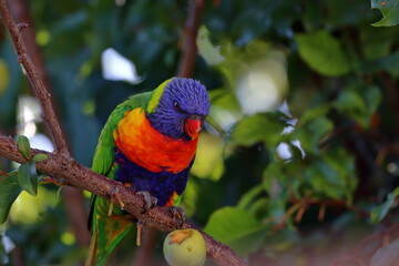 rainbow lorikeet