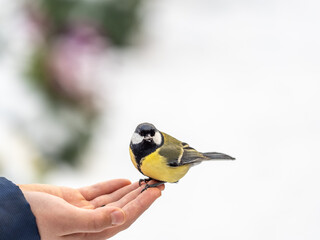 A tit sits on a man's hand and eats seeds.