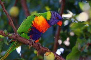 rainbow lorikeet