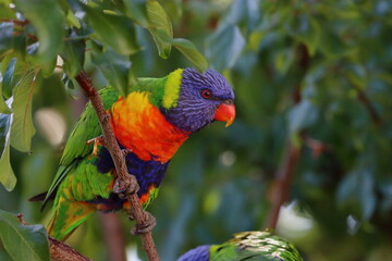 rainbow lorikeet